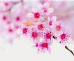 sakura-fiore-di-ciliegio-L-hXg4b8